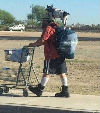 一看就是训练有素的狗