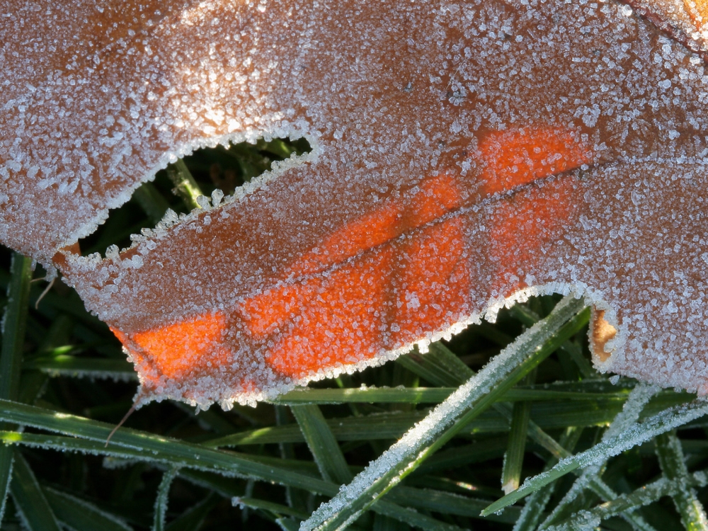 冰雪植物 第二辑