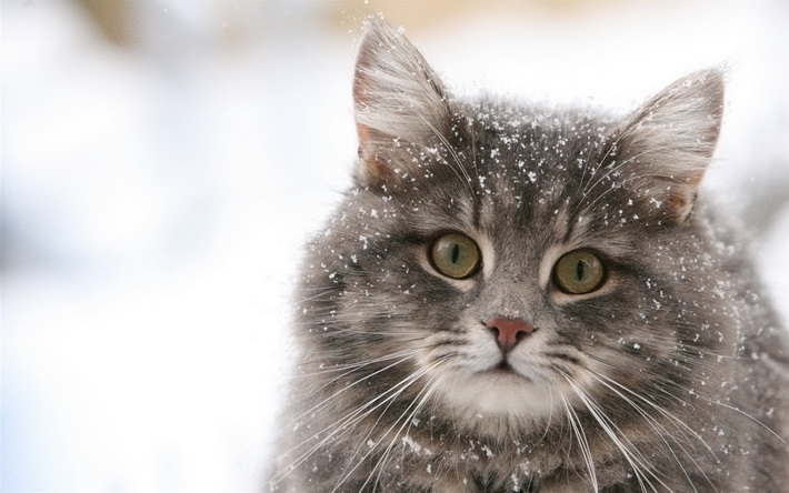 雪地上玩耍猫咪高清壁纸
