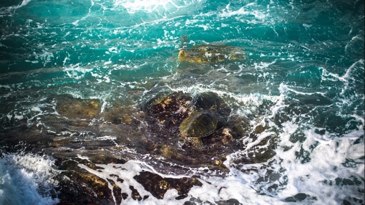 海洋生物海龟图片壁纸大全