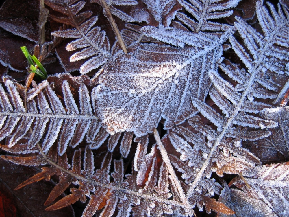 冰雪植物 第二辑