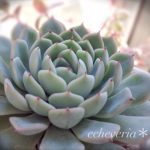 多肉植物写真集 萌嘟嘟的漂亮多肉植物美图