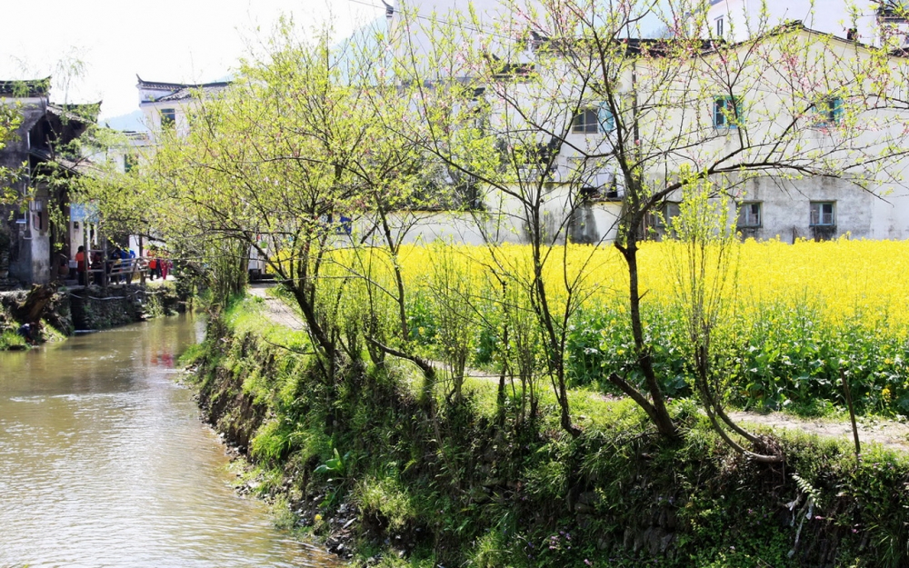 婺源油菜花风景