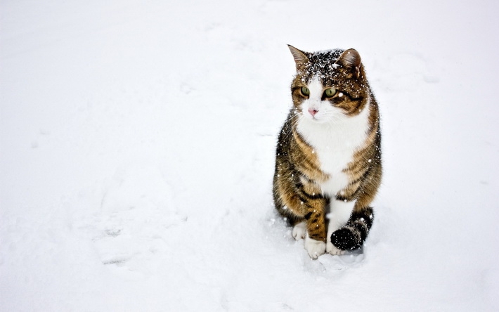 雪地上玩耍猫咪高清壁纸