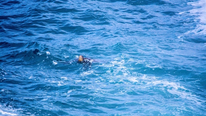 海洋生物海龟图片壁纸大全