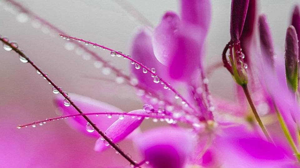 醉蝶花桌面壁纸