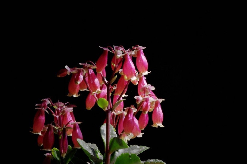 红红的灯笼花图片