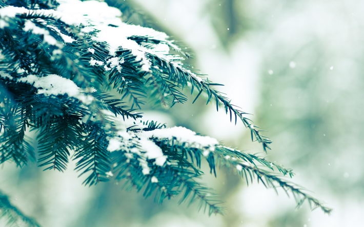 冬季雪景摄影桌面壁纸1920x1200【15P】