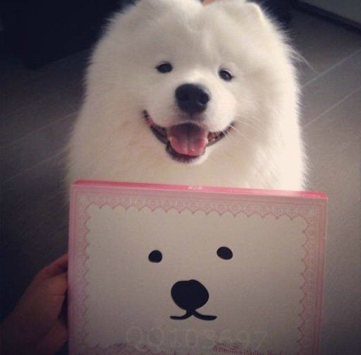 狗狗也是萌萌哒