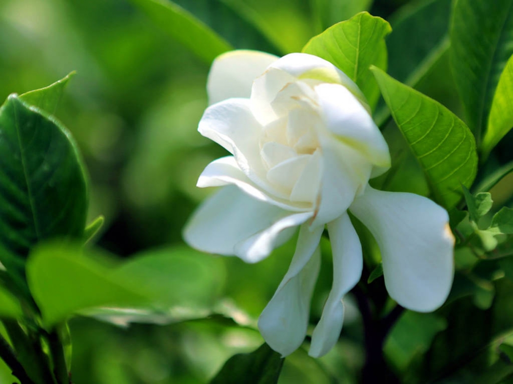 白色栀子花唯美清新植物壁纸2下载