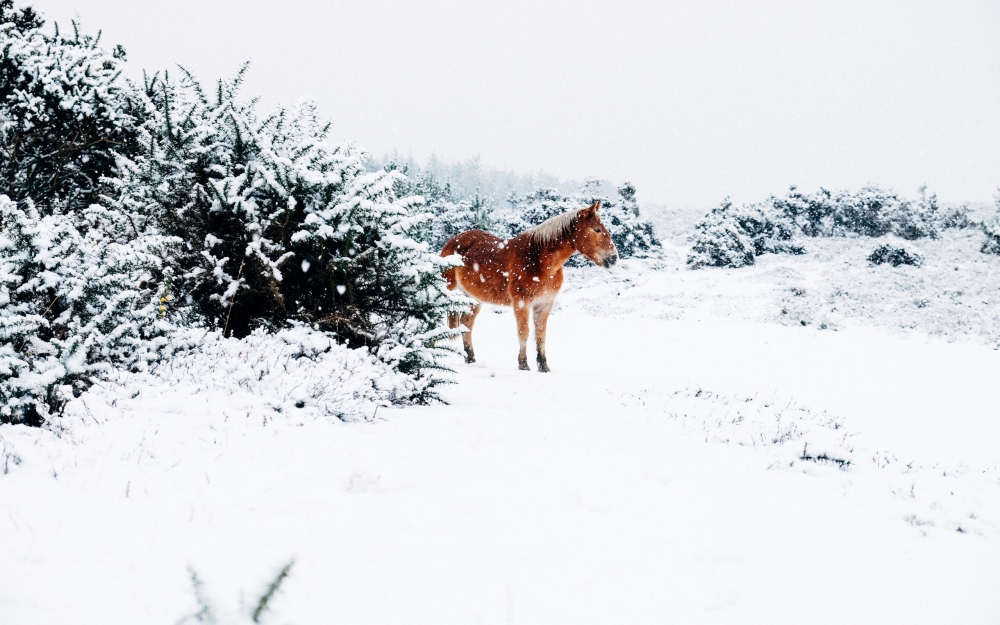 白色雪景中的小马鬃桌面壁纸下载