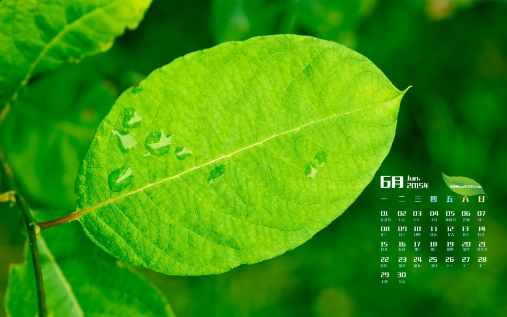 2015年6月日历壁纸清新护眼的绿叶高清图片下载