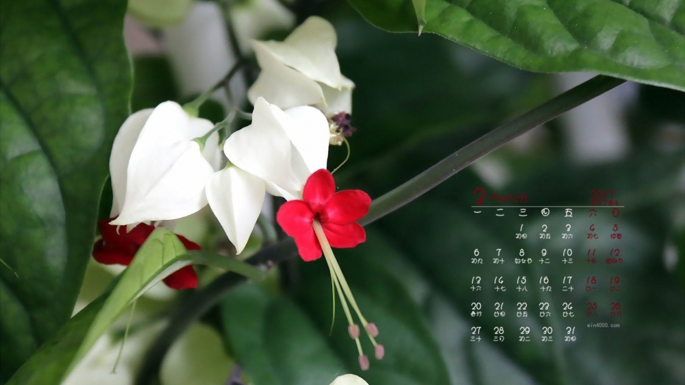 2017年3月美丽花卉龙吐珠桌面日历壁纸