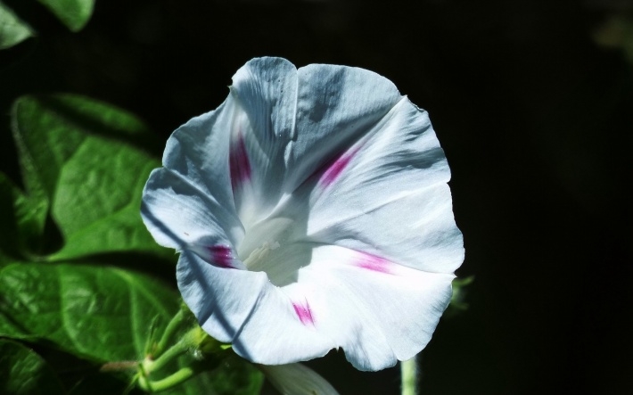白色牵牛花高清桌面壁纸