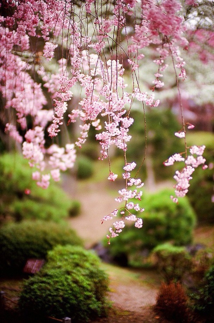 思念成灾 花开成海
