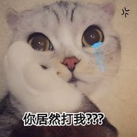 猫啊猫~