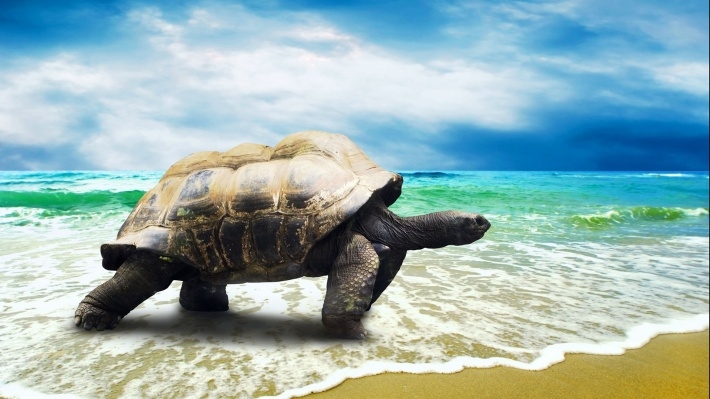 海洋生物海龟图片壁纸大全