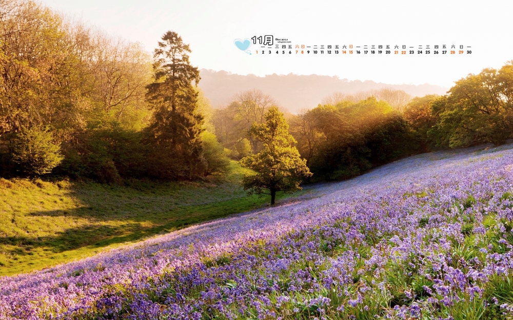 2015年11月日历美丽的花卉桌面壁纸下载2