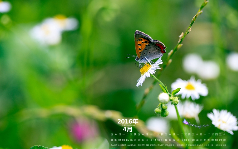 2016年4月日历唯美蝶恋花桌面壁纸