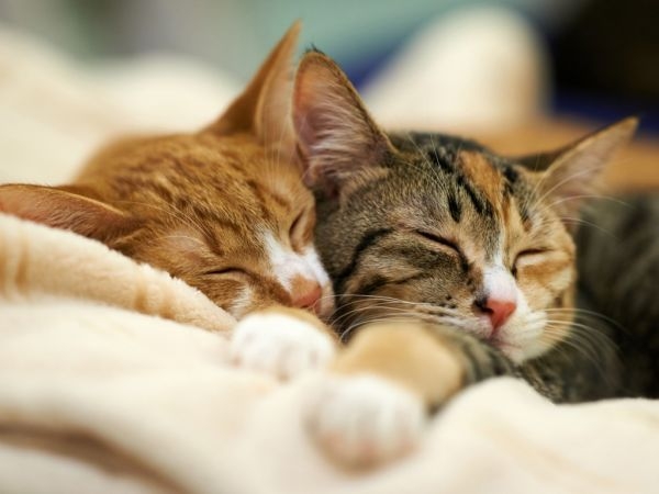 小猫。“喵”