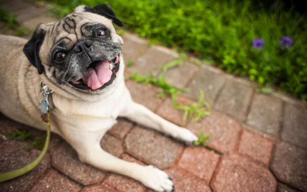 大眼睛呆萌狗狗斗牛犬图片