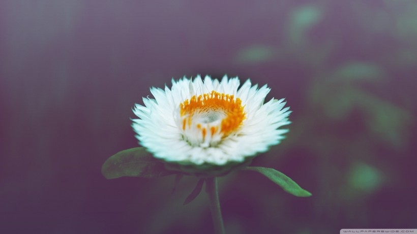 唯美的花卉桌面壁纸