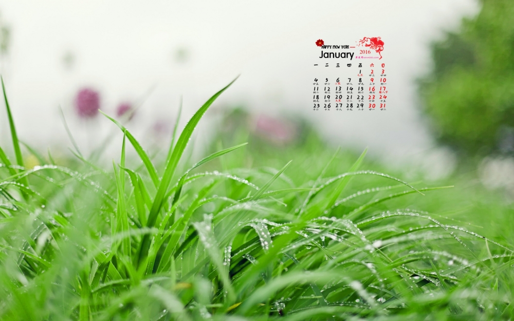 2016年1月日历高清小植物桌面壁纸下载6