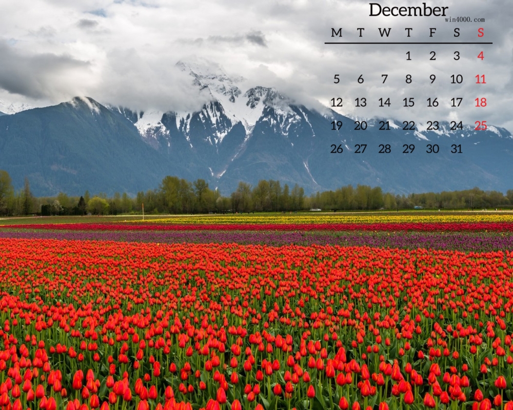2016年12月郁金香花海高清桌面日历壁纸