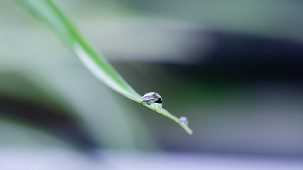 唯美花花草草高清电脑桌面壁纸