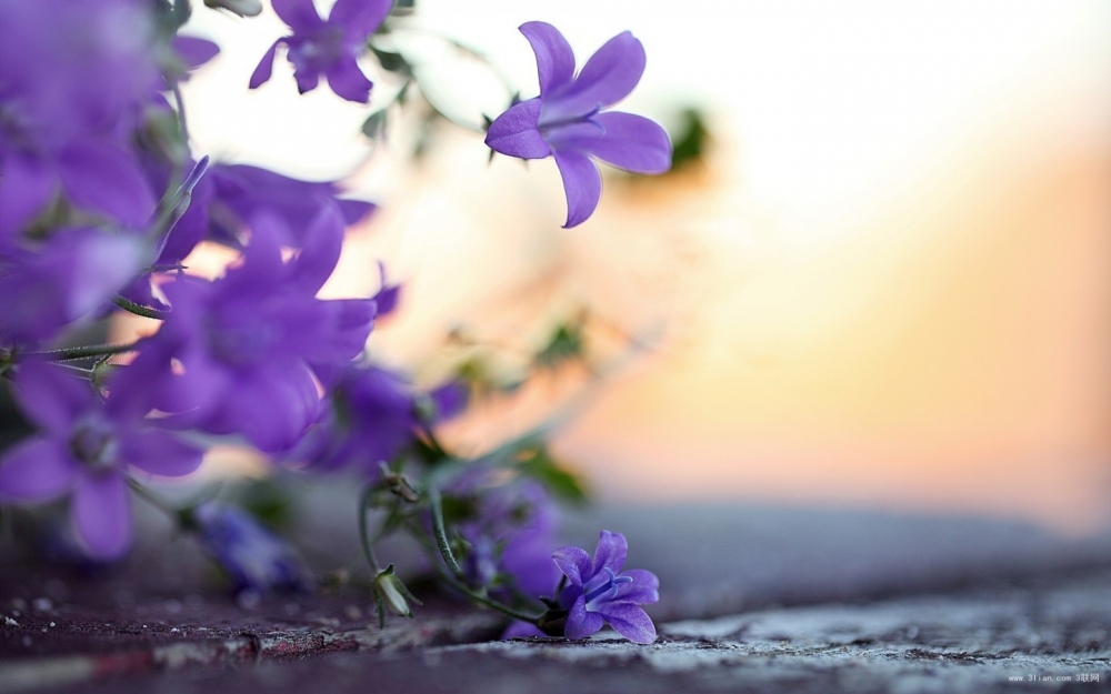 生活里美丽的花花草草