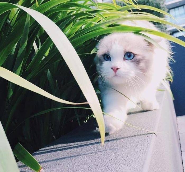 猫奴们的福利来了~~