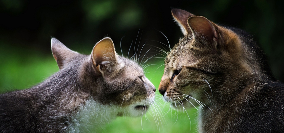 二只猫，灰色的猫，一对夫妇，对视，接吻，可爱猫猫壁纸