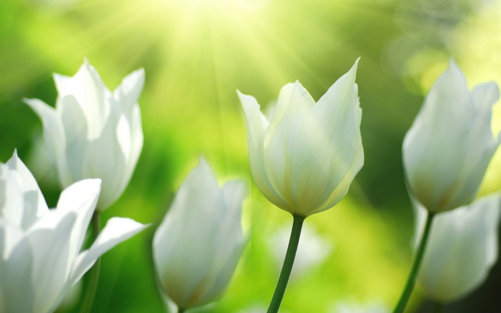 白色郁金香花朵在春天高清壁纸