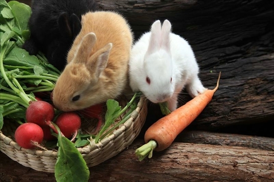 可爱的兔子  微信背景图片