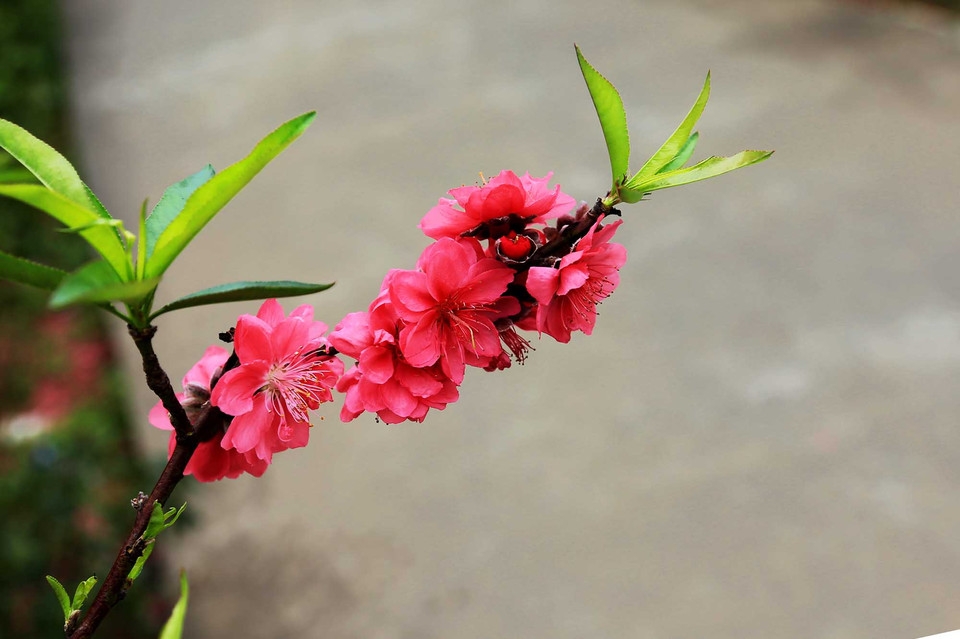 清新美丽的红色桃花花卉植物图片