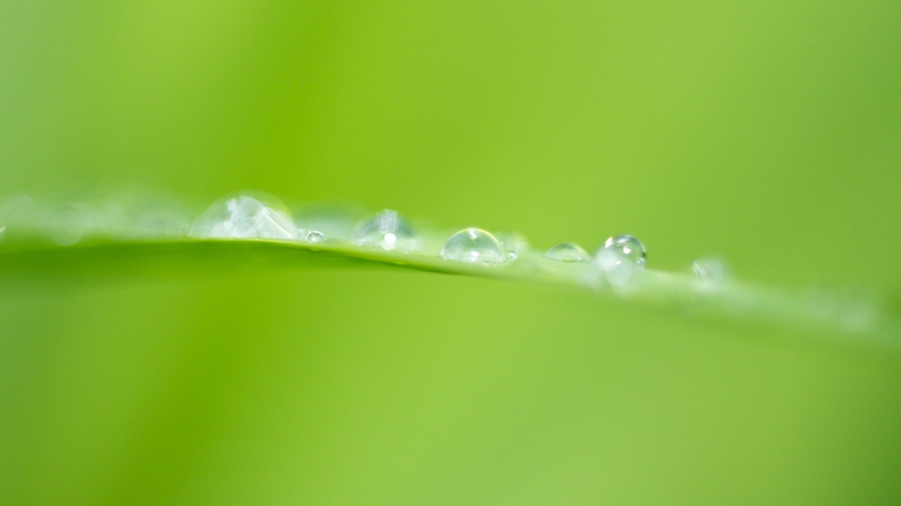 唯美花花草草高清电脑桌面壁纸