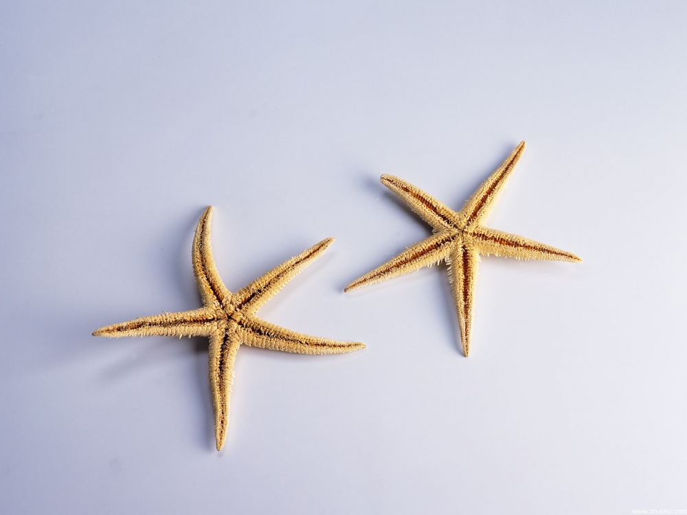 简约桌面海星壁纸