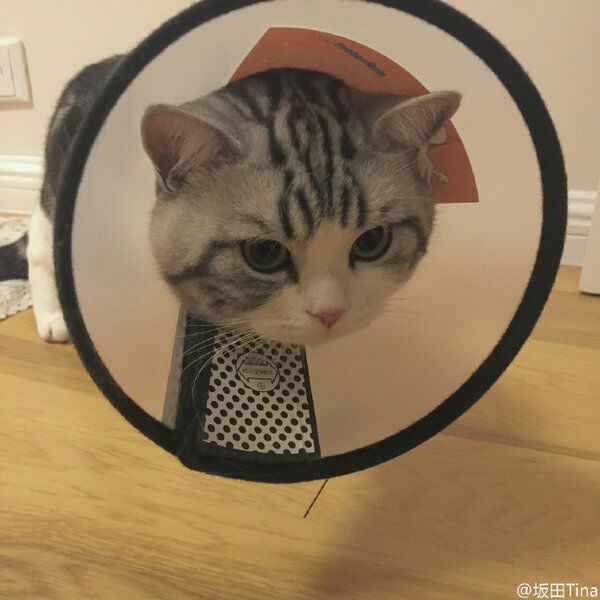 爱猫人。