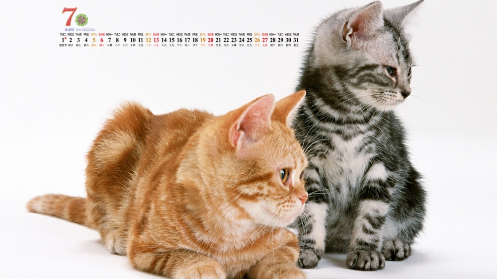 2014年7月日历桌面壁纸可爱的黄色猫咪