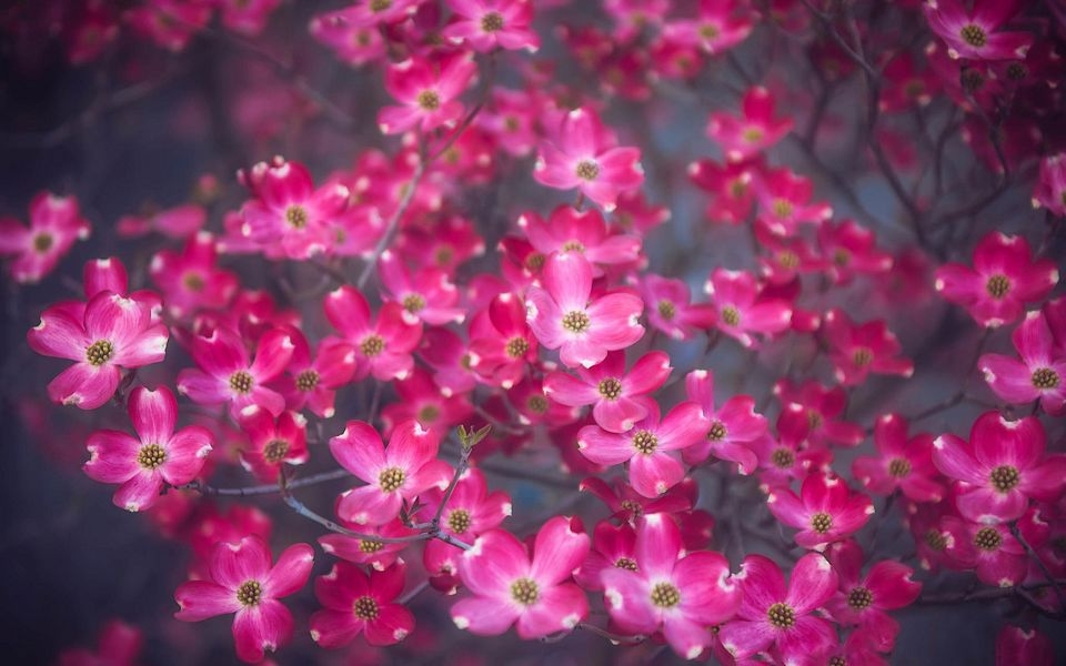 高清夏季花卉壁纸