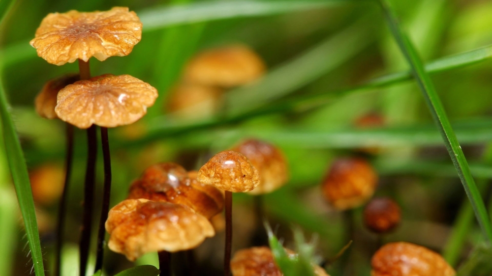 精选唯美绿色风景自然风景高清护眼小清新桌面壁纸下载