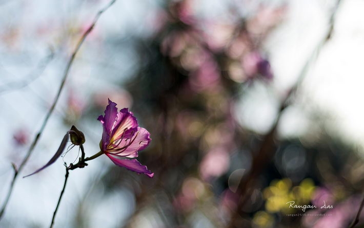 鲜花与花蝴蝶桌面壁纸