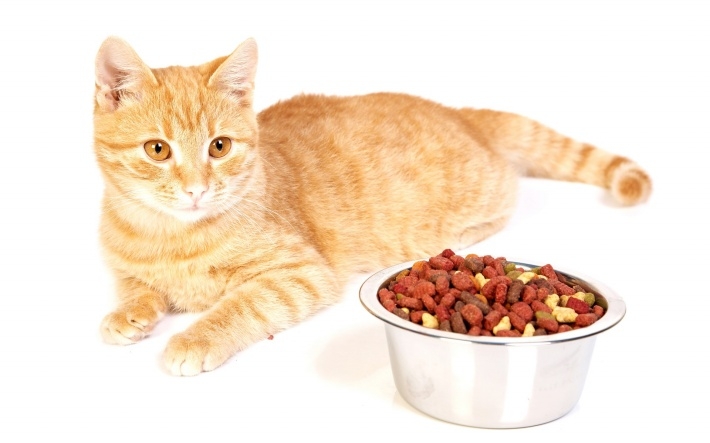 可爱宠物小猫小狗高清壁纸