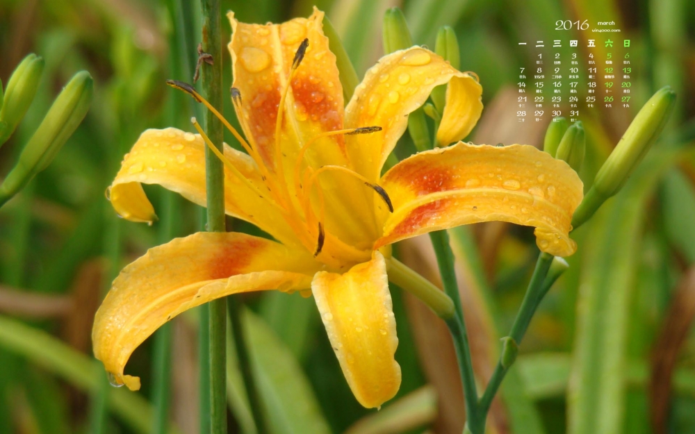 2016年3月日历雨后花朵桌面壁纸
