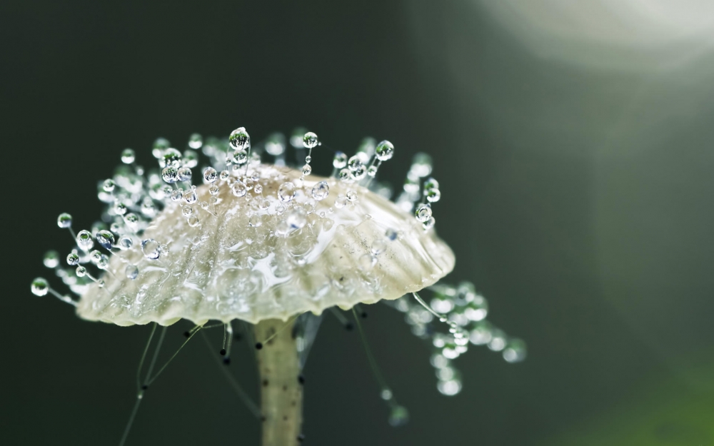 夏日清晨植物上的露珠壁纸