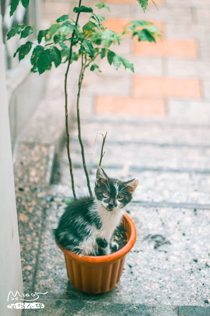 猫奴们的福利来了~~