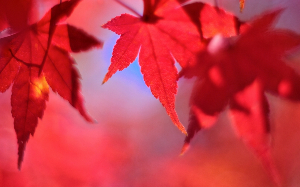 红色秋天枫叶高清宽屏电脑桌面主题壁纸