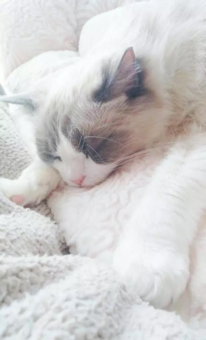 猫奴们的福利来了~~
