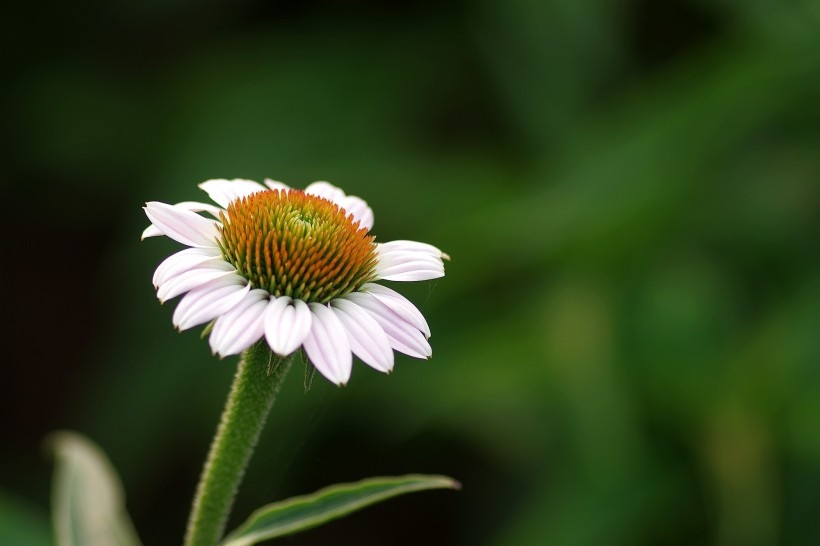 优雅松果菊图片