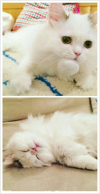 拿猫吱声